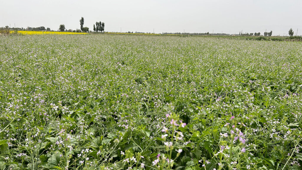 Sinohort_Radish_Seed_Production