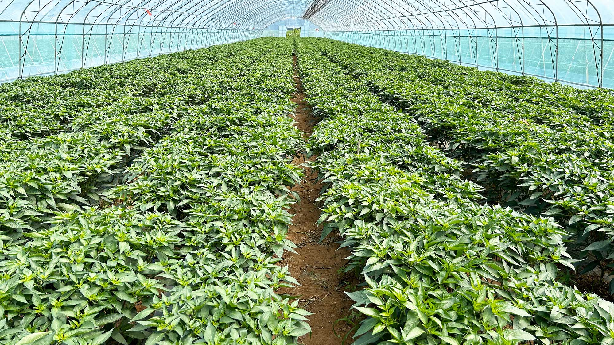 Chille hybrid seed prodcution in greenhouse-Sinohort