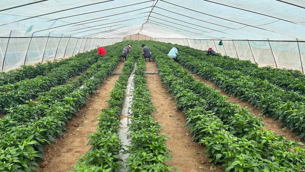 Chilli_Seed_Production_in_Shanxi_2024_SINOHORT