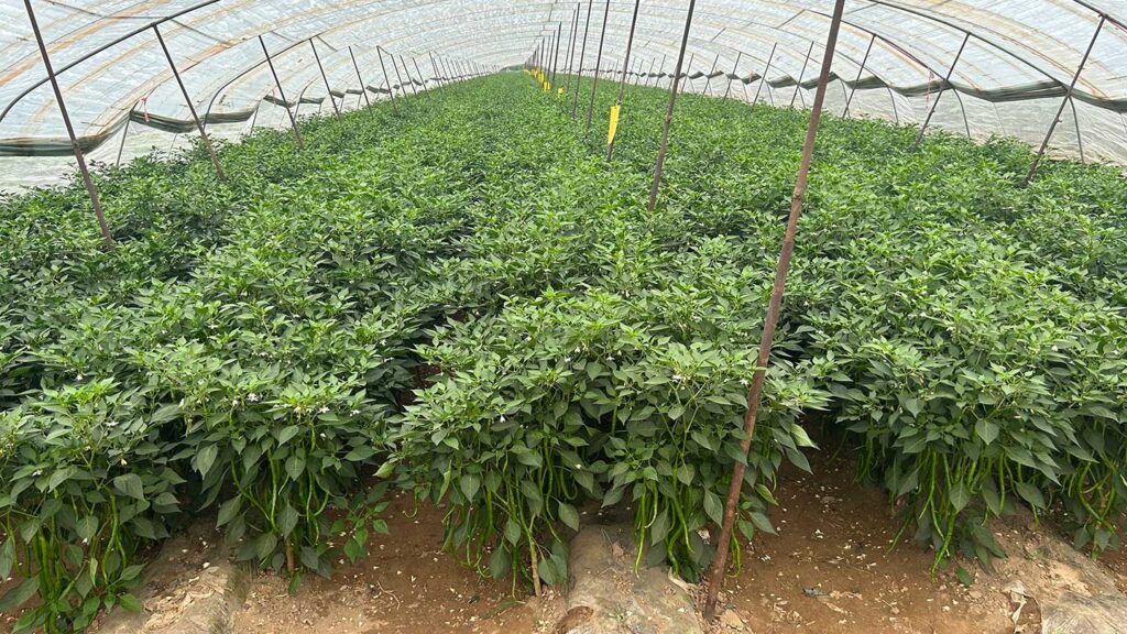 Chilli_Seed_Production_in_Shanxi_2024_SINOHORT