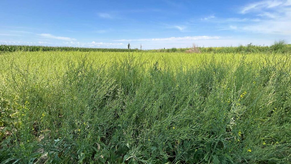 Mustard_Seed_Production_in_Gansu_2024_SINOHORT