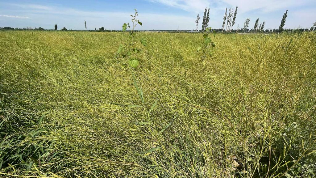 Mustard_Seed_Production_in_Gansu_2024_SINOHORT