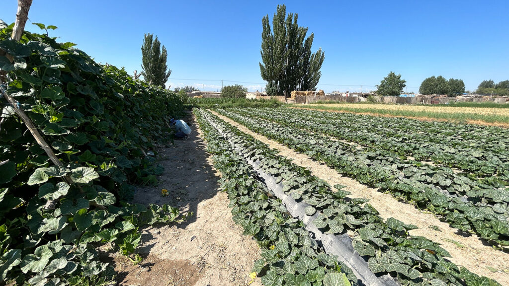 Pumpkin_Seed_Production_in_Gansu_2024_SINOHORT