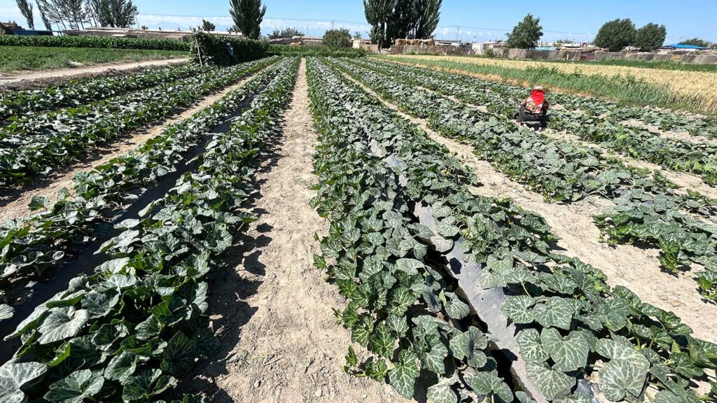 Squash_Seed_Production_in_Gansu_2024_SINOHORT