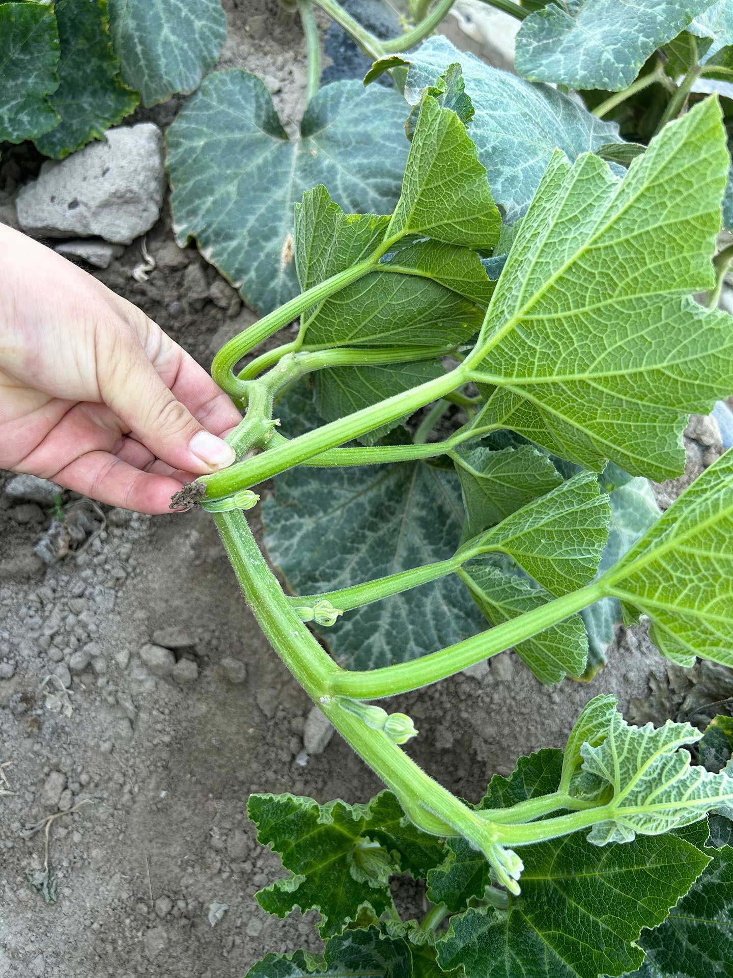 Squash_Seed_Production_in_Gansu_2024_SINOHORT