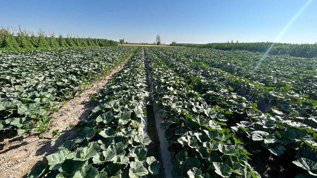 Squash_Seed_Production_in_Gansu_2024_SINOHORT