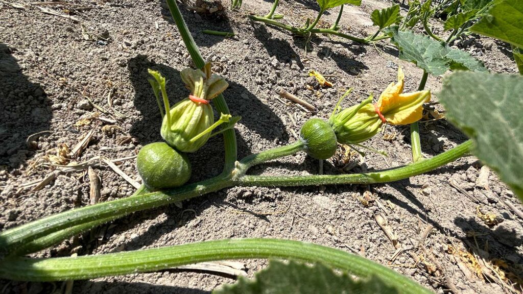 Squash_Seed_Production_in_Gansu_2024_SINOHORT