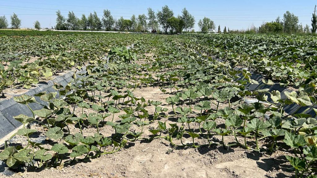 Squash_Seed_Production_in_Gansu_2024_SINOHORT