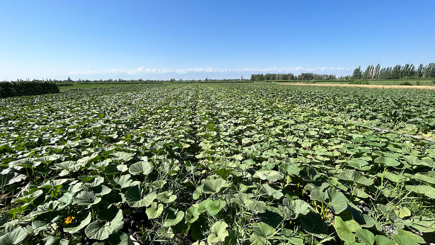 Squash_Seed_Production_in_Gansu_2024_SINOHORT